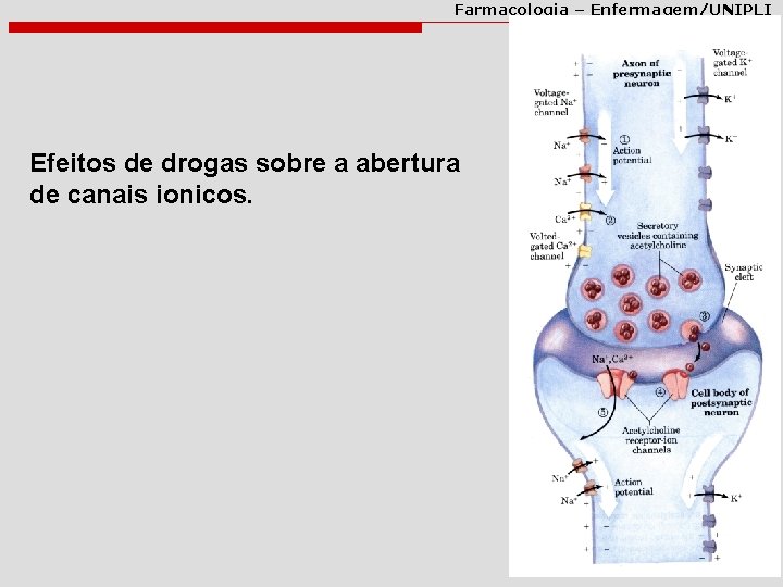 Farmacologia – Enfermagem/UNIPLI Efeitos de drogas sobre a abertura de canais ionicos. 