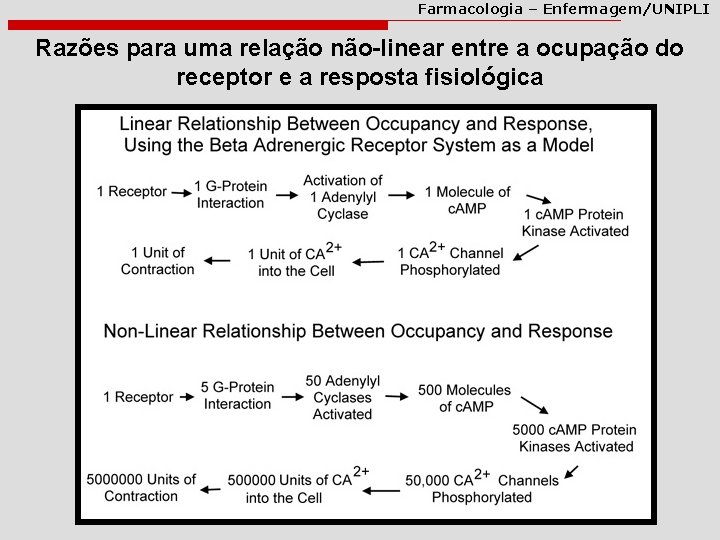 Farmacologia – Enfermagem/UNIPLI Razões para uma relação não-linear entre a ocupação do receptor e