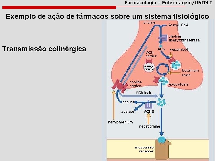 Farmacologia – Enfermagem/UNIPLI Exemplo de ação de fármacos sobre um sistema fisiológico Transmissão colinérgica