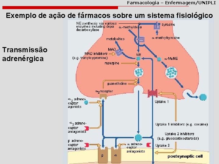 Farmacologia – Enfermagem/UNIPLI Exemplo de ação de fármacos sobre um sistema fisiológico Transmissão adrenérgica