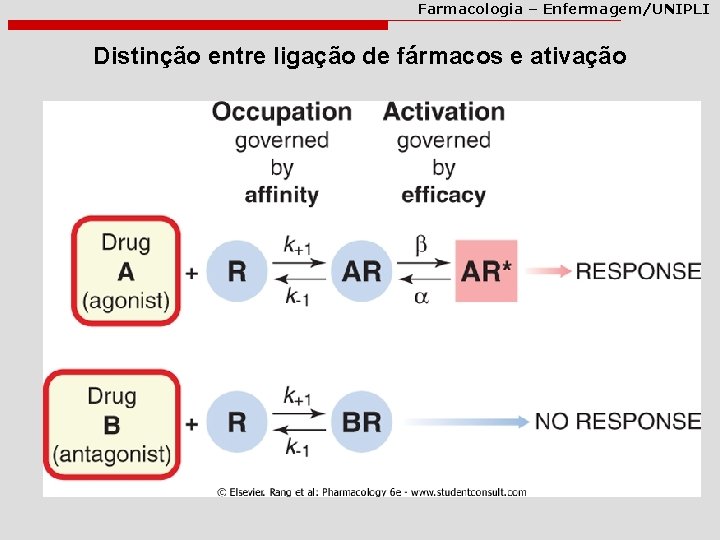 Farmacologia – Enfermagem/UNIPLI Distinção entre ligação de fármacos e ativação 