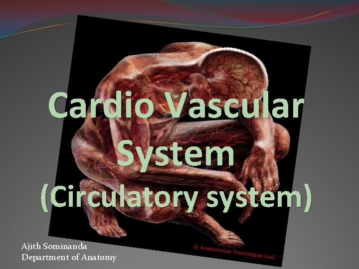 Cardio Vascular System (Circulatory system) Ajith Sominanda Department of Anatomy 