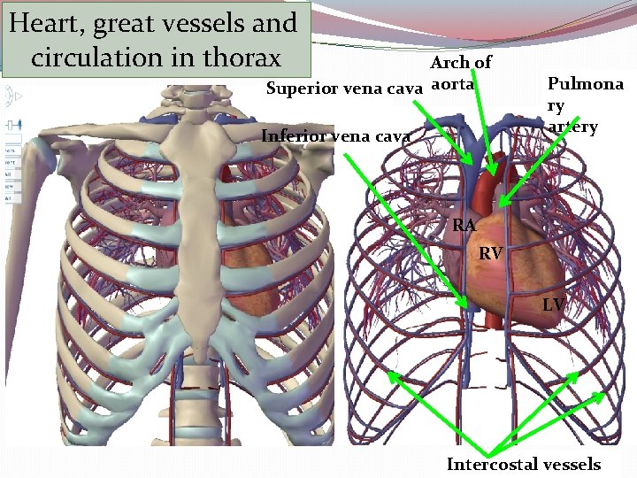 Heart, great vessels and circulation in thorax Arch of Superior vena cava aorta Inferior