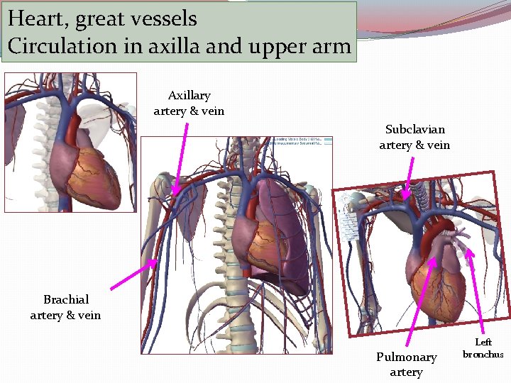 Heart, great vessels Circulation in axilla and upper arm Axillary artery & vein Subclavian