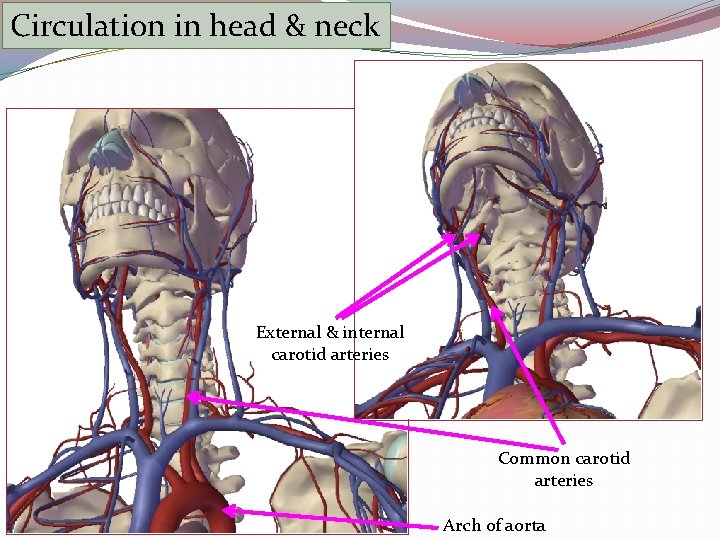 Circulation in head & neck External & internal carotid arteries Common carotid arteries Arch