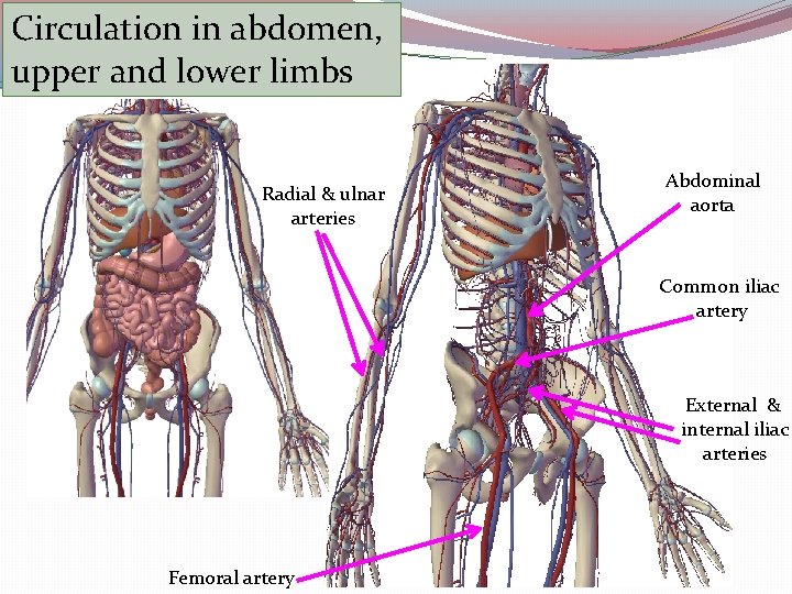 Circulation in abdomen, upper and lower limbs Radial & ulnar arteries Abdominal aorta Common