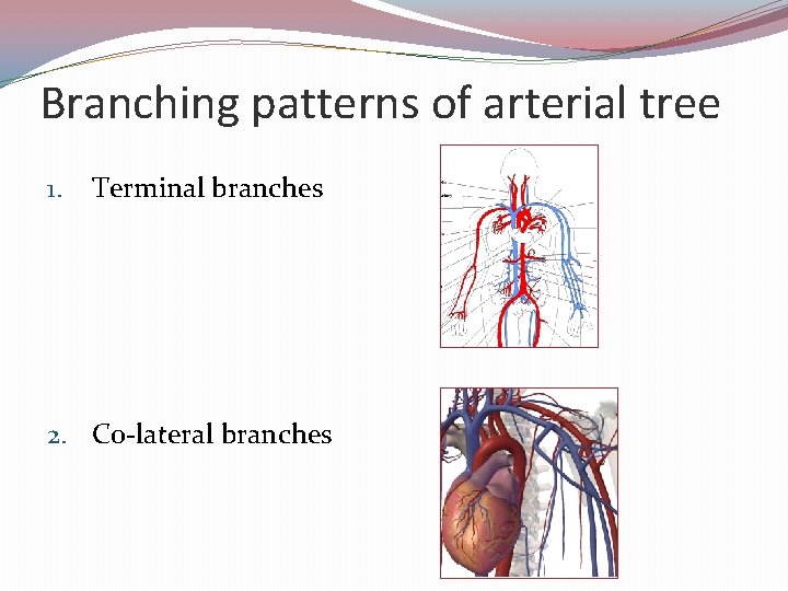 Branching patterns of arterial tree 1. Terminal branches 2. Co-lateral branches 