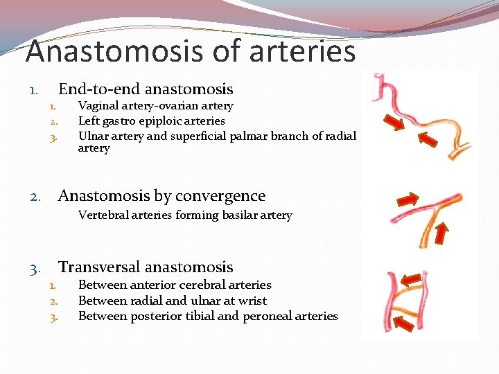 Anastomosis of arteries End-to-end anastomosis 1. Vaginal artery-ovarian artery Left gastro epiploic arteries Ulnar