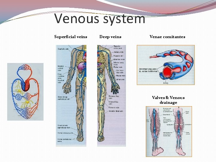 Venous system Superficial veins Deep veins Venae comitantes Valves & Venous drainage 