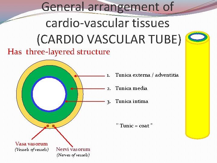 General arrangement of cardio-vascular tissues (CARDIO VASCULAR TUBE) Has three-layered structure 1. Tunica externa
