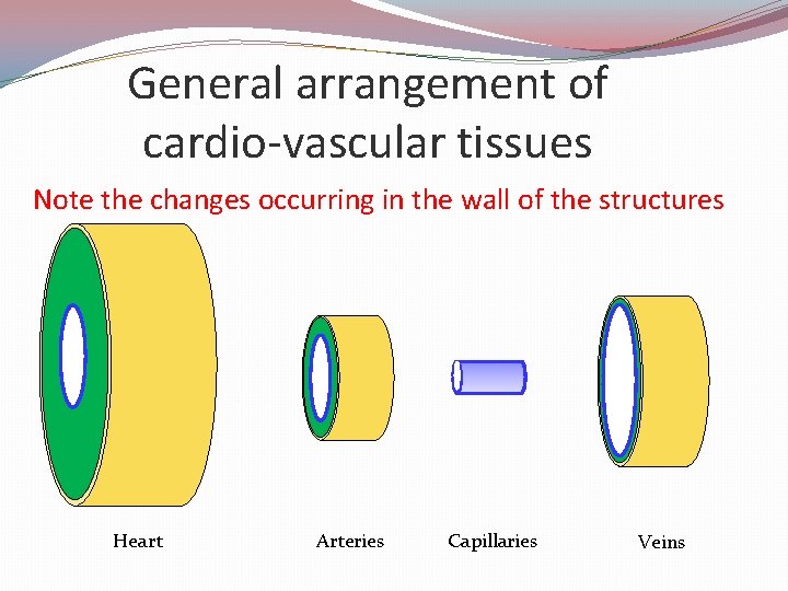 General arrangement of cardio-vascular tissues Note the changes occurring in the wall of the