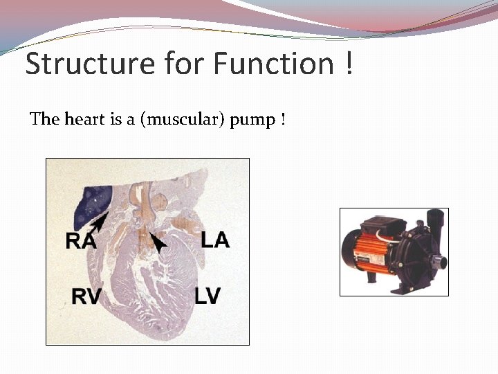 Structure for Function ! The heart is a (muscular) pump ! 