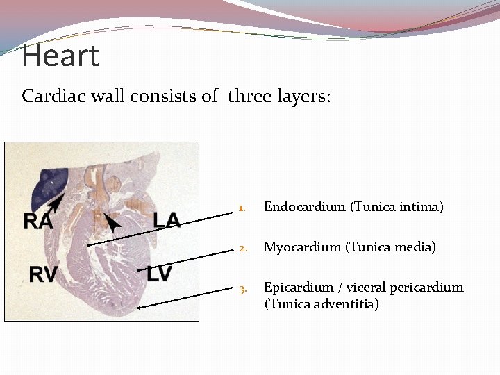 Heart Cardiac wall consists of three layers: 1. Endocardium (Tunica intima) 2. Myocardium (Tunica