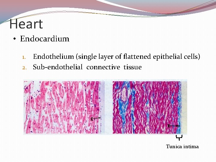 Heart • Endocardium Endothelium (single layer of flattened epithelial cells) 2. Sub-endothelial connective tissue