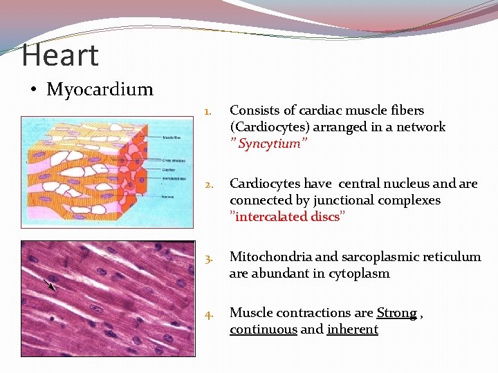 Heart • Myocardium 1. Consists of cardiac muscle fibers (Cardiocytes) arranged in a network