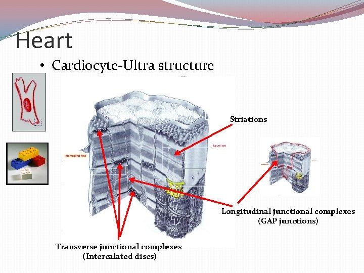 Heart • Cardiocyte-Ultra structure Striations Longitudinal junctional complexes (GAP junctions) Transverse junctional complexes (Intercalated