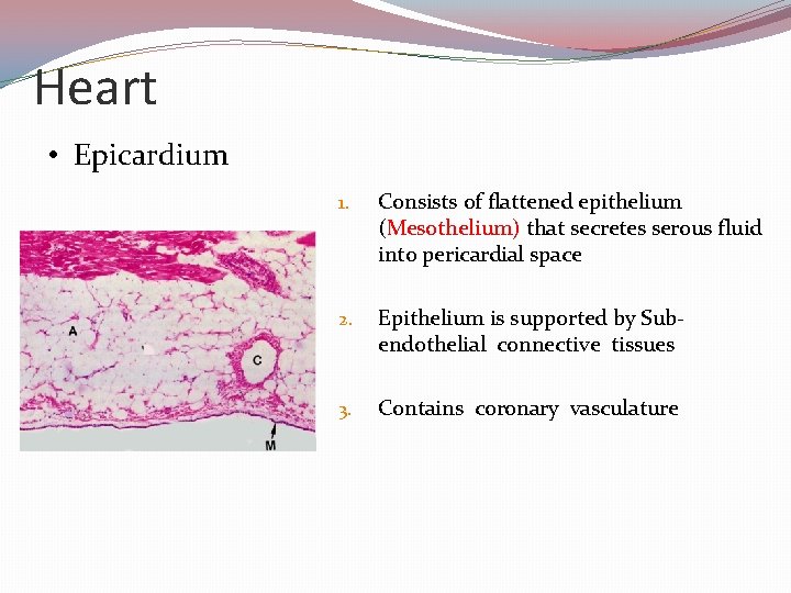 Heart • Epicardium 1. Consists of flattened epithelium (Mesothelium) that secretes serous fluid into