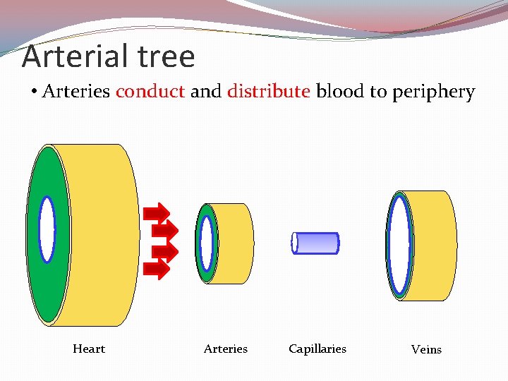 Arterial tree • Arteries conduct and distribute blood to periphery Heart Arteries Capillaries Veins