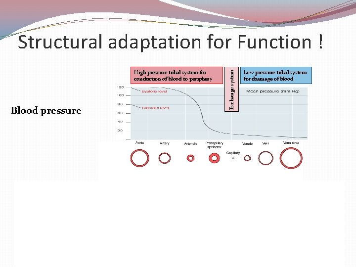 High pressure tubal system for conduction of blood to periphery Blood pressure Vascular anatomy
