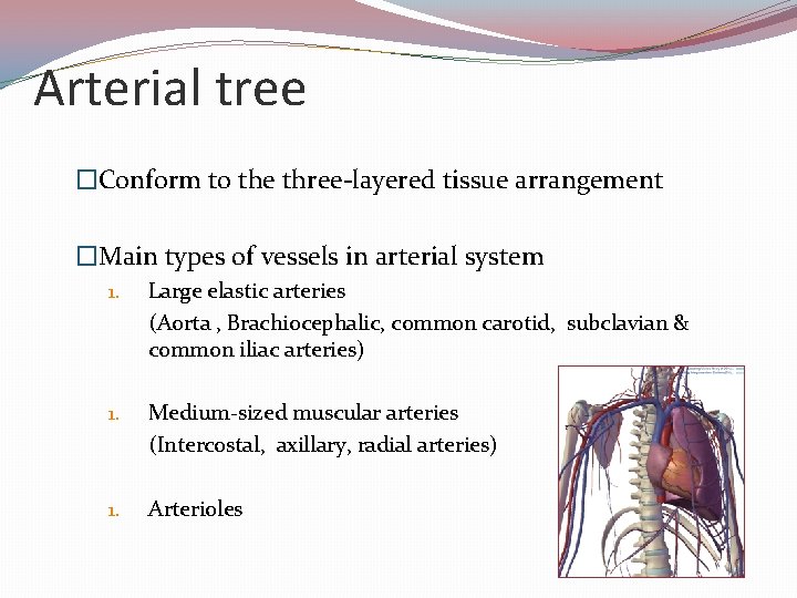 Arterial tree �Conform to the three-layered tissue arrangement �Main types of vessels in arterial