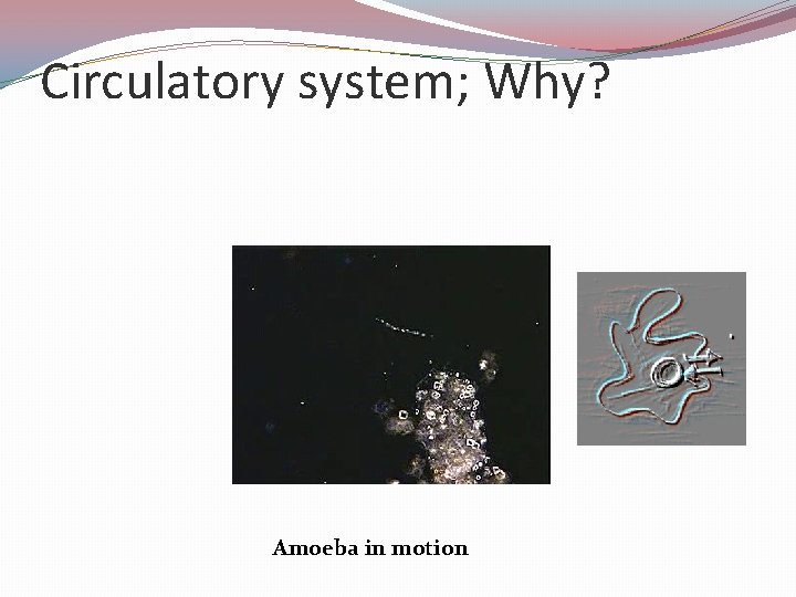 Circulatory system; Why? Amoeba in motion 