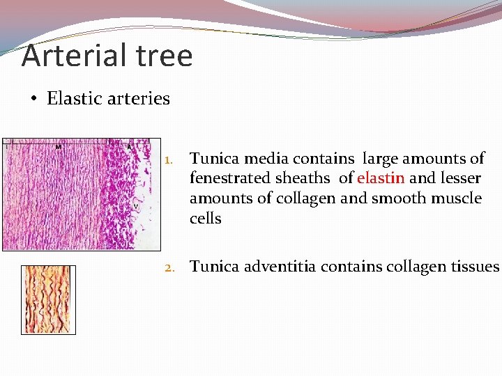 Arterial tree • Elastic arteries 1. Tunica media contains large amounts of fenestrated sheaths