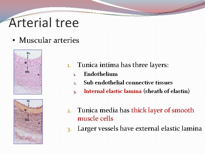 Arterial tree • Muscular arteries Tunica intima has three layers: 1. 1. 2. 3.