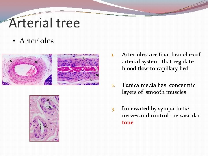 Arterial tree • Arterioles 1. Arterioles are final branches of arterial system that regulate