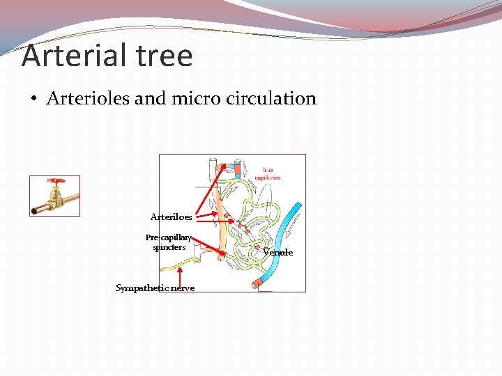 Arterial tree • Arterioles and micro circulation Arteriloes Pre-capillary spincters Sympathetic nerve Venule 