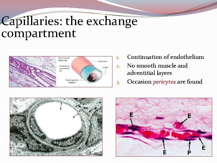 Capillaries: the exchange compartment 1. 2. 3. Continuation of endothelium No smooth muscle and