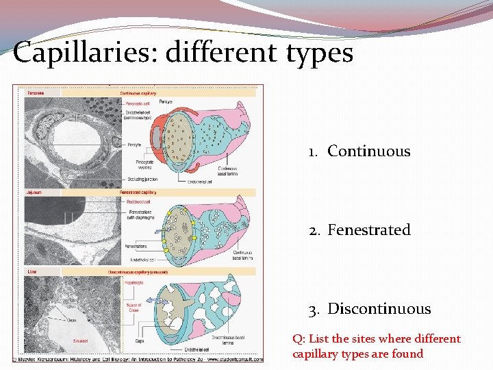 Capillaries: different types 1. Continuous 2. Fenestrated 3. Discontinuous Q: List the sites where