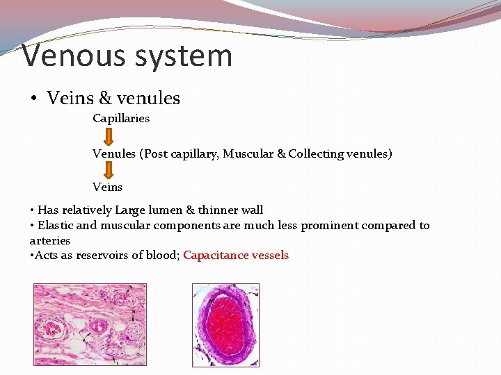 Venous system • Veins & venules Capillaries Venules (Post capillary, Muscular & Collecting venules)