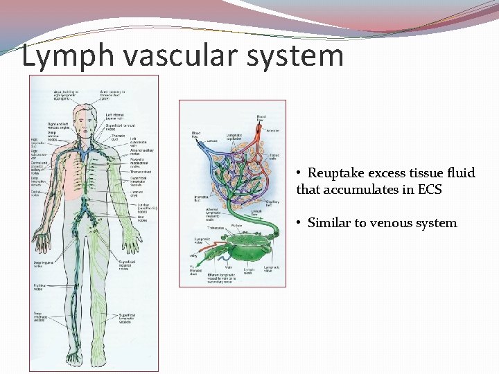 Lymph vascular system • Reuptake excess tissue fluid that accumulates in ECS • Similar