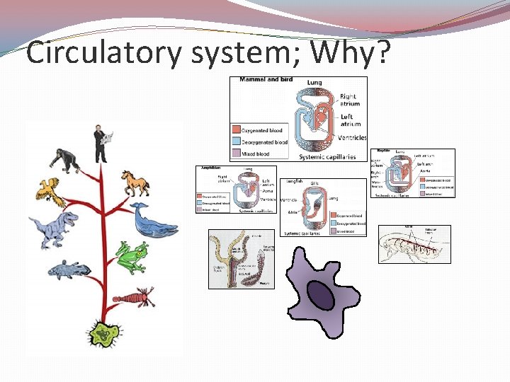 Circulatory system; Why? 