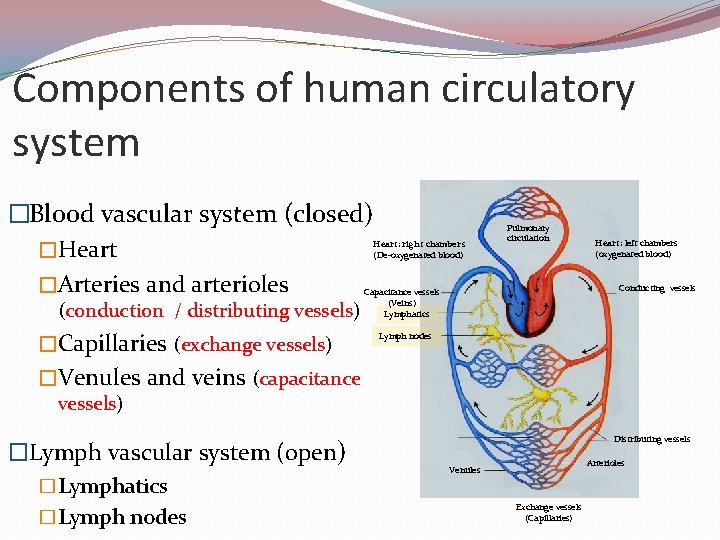 Components of human circulatory system �Blood vascular system (closed) �Heart �Arteries and arterioles Heart: