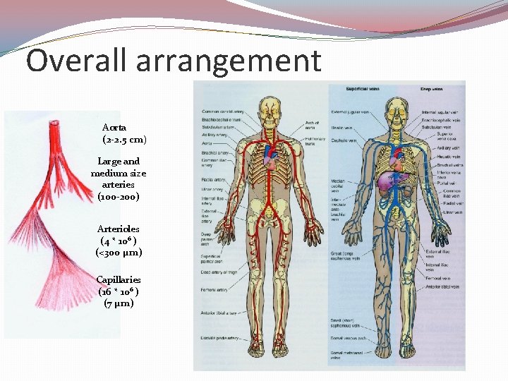 Overall arrangement Aorta (2 -2. 5 cm) Large and medium size arteries (100 -200)