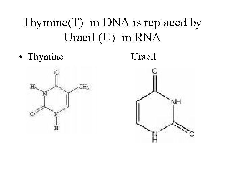 Thymine(T) in DNA is replaced by Uracil (U) in RNA • Thymine Uracil 