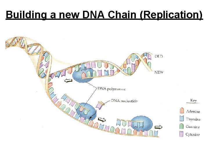 Building a new DNA Chain (Replication) 