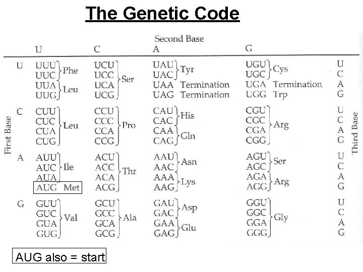 The Genetic Code AUG also = start 