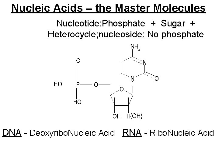 Nucleic Acids – the Master Molecules Nucleotide: Phosphate + Sugar + Heterocycle; nucleoside: No