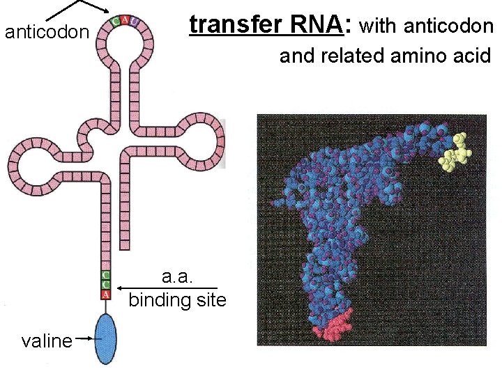 anticodon transfer RNA: with anticodon and related amino acid a. a. binding site valine