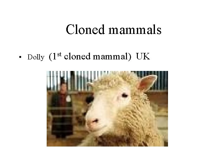 Cloned mammals • Dolly (1 st cloned mammal) UK 