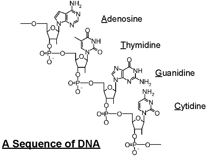 Adenosine Thymidine Guanidine Cytidine A Sequence of DNA 