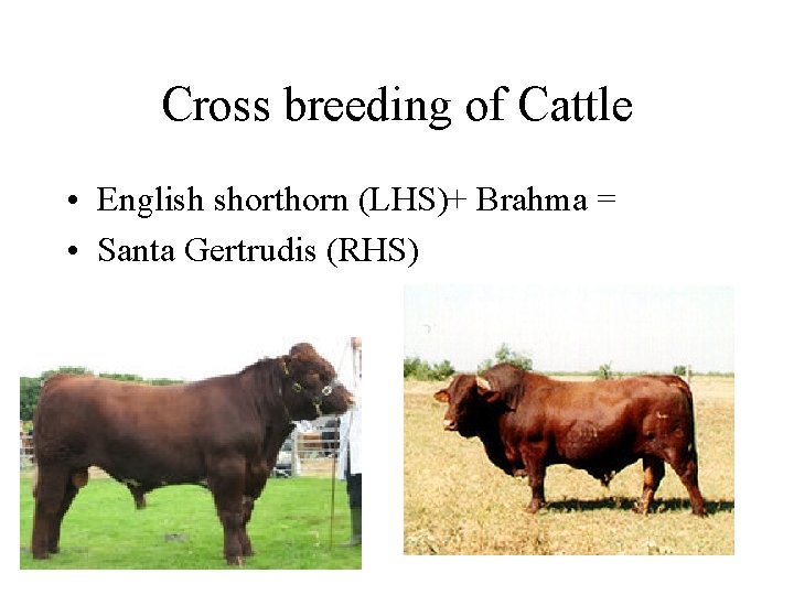 Cross breeding of Cattle • English shorthorn (LHS)+ Brahma = • Santa Gertrudis (RHS)