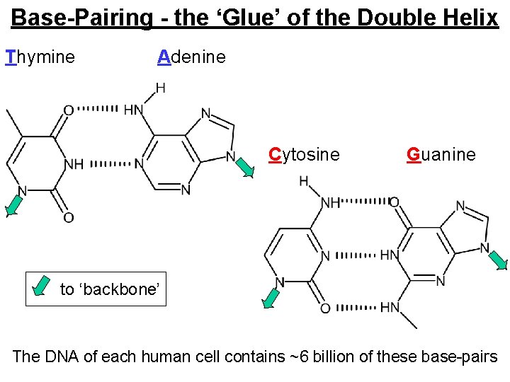 Base-Pairing - the ‘Glue’ of the Double Helix Thymine Adenine Cytosine Guanine to ‘backbone’