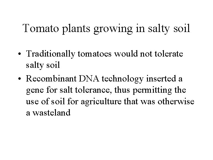 Tomato plants growing in salty soil • Traditionally tomatoes would not tolerate salty soil