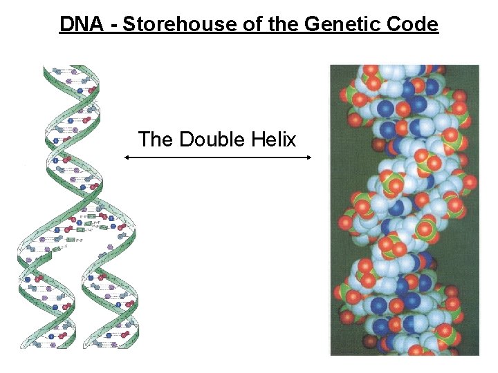 DNA - Storehouse of the Genetic Code The Double Helix 
