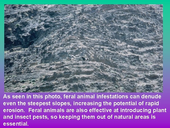 As seen in this photo, feral animal infestations can denude even the steepest slopes,