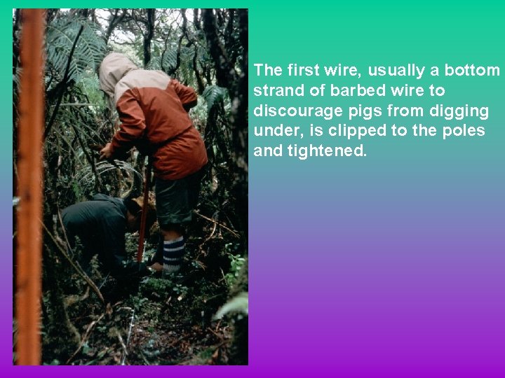 The first wire, usually a bottom strand of barbed wire to discourage pigs from