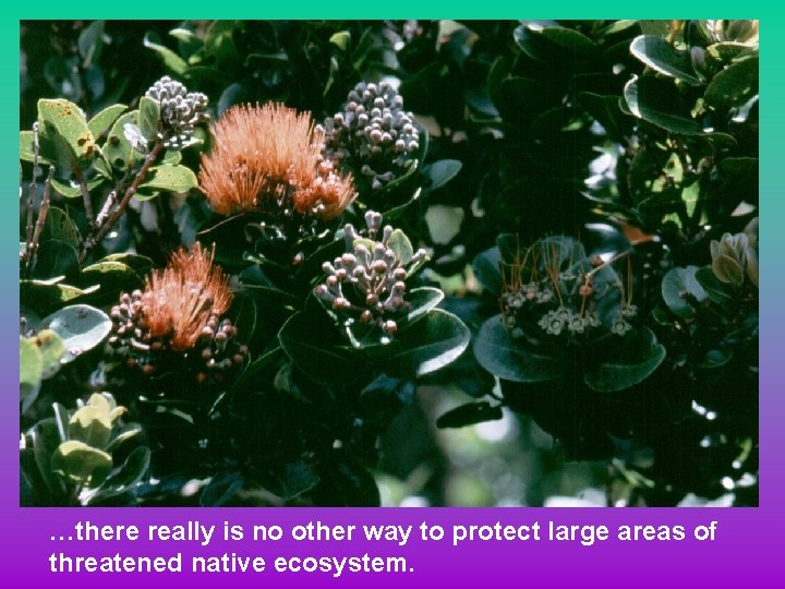 …there really is no other way to protect large areas of threatened native ecosystem.